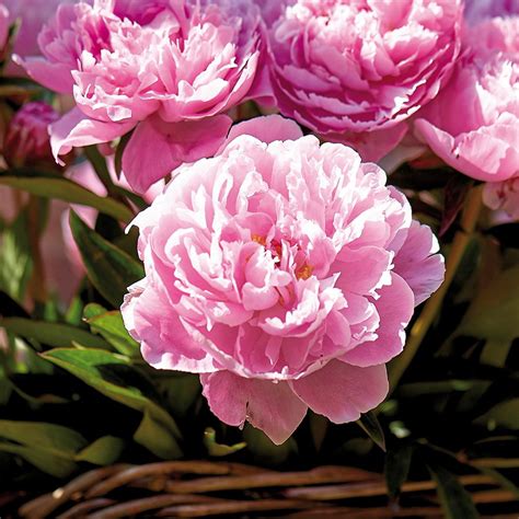 Green tea as a beverage or dietary supplement is promoted for improving mental alertness, relieving digestive symptoms and headaches, and promoting weight loss. Van Zyverden Peonies Sarah Bernhardt Roots (Set of 3 ...