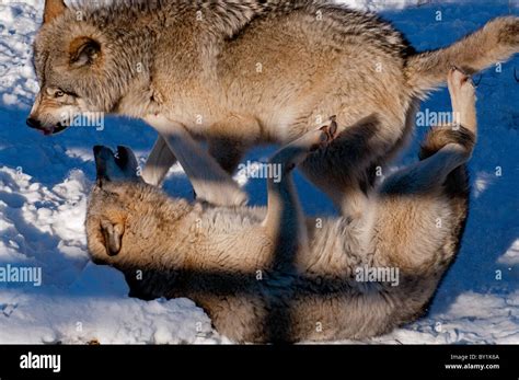 Two Fighting Wolves Hi Res Stock Photography And Images Alamy