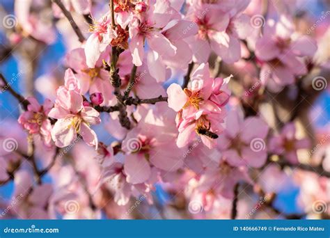Close Up Of Flowering Almond Trees Beautiful Almond Blossom On The