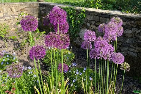 Allium Bulbs How To Plant Grow And Care For Ornamental Onion Flowers