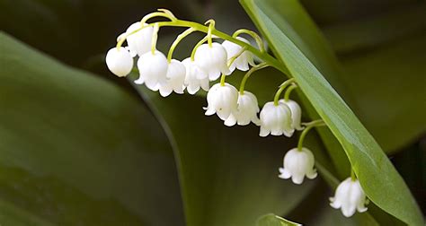 May Flower Lore Lily Of The Valley And Hawthorne Farmers Almanac