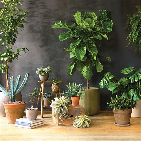 Houseplants give off oxygen and help remove chemicals like formaldehyde, a common indoor vapor that can cause respiratory and neurological problems, as well as cancer, he says. 11 gorgeous, super-low-maintenance indoor plants - Chatelaine