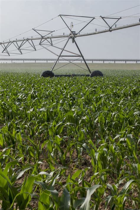 Irrigation Of Corn Field Stock Photo Image Of Portugal 105958208