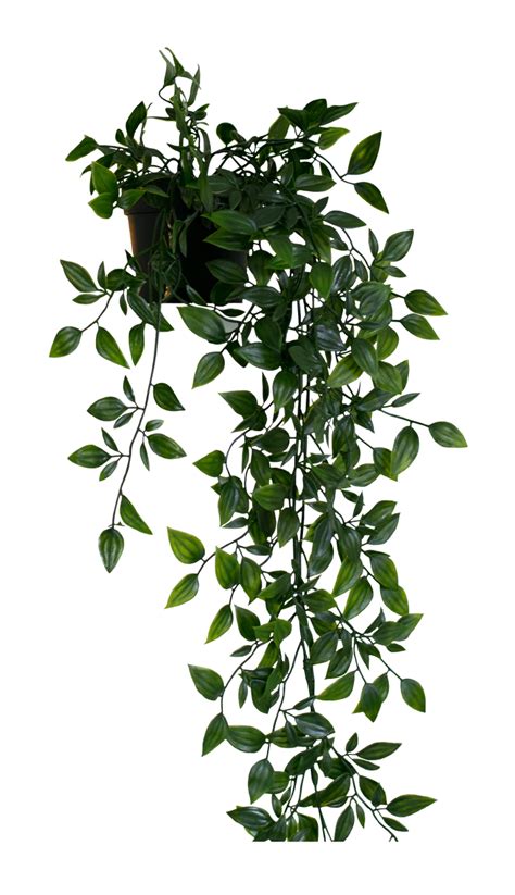 hanging plant png 10 free Cliparts | Download images on Clipground 2021 png image