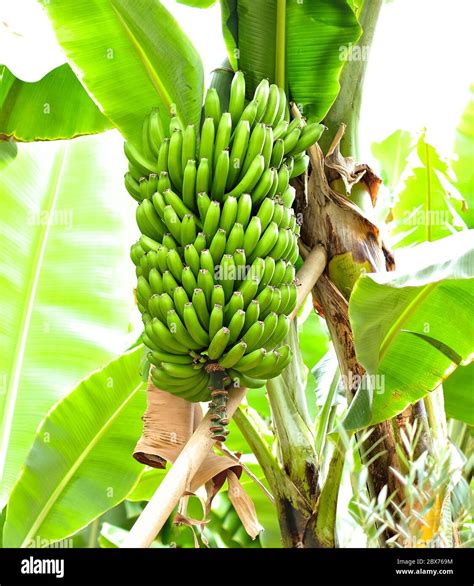 Big Bunch Of Green Bananas Plantation Of Organic Healthy Food Stock