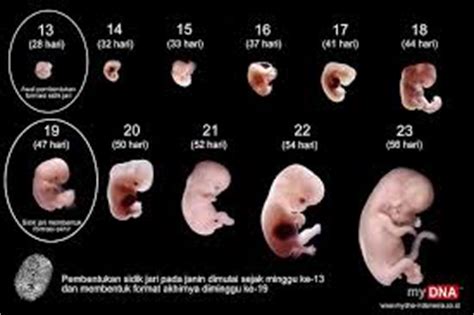 Namun, bumil biasanya baru mulai merasakan bayi cegukan dalam kandungan sekitar usia kehamilan 6 bulan. gambar bayi 2 minggu dalam kandungan ~ Taman Anak