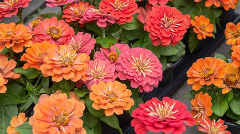 Our Favorite Annuals For Sun Shade And In Between Mulhalls