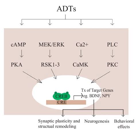 The Creb Cascade Creb Is Regulated By Diverse Signalling Pathways And