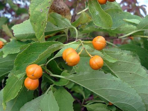 How To Grow American Bittersweet A Native Plant For Winter Interest