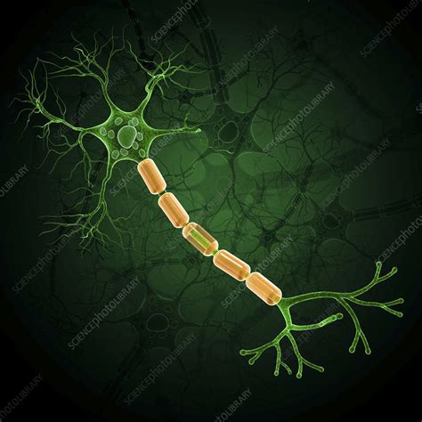 Nerve Cell Artwork Stock Image F0087264 Science Photo Library