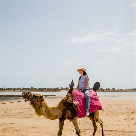 2h Camel Ride In Djerba Tunisia Trips Book Trips In Djerba