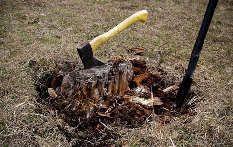 How To Kill A Tree Stump The Mind Blown