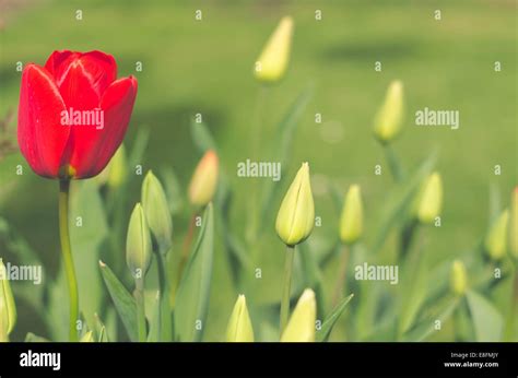 Red Tulip Flower Stock Photo Alamy