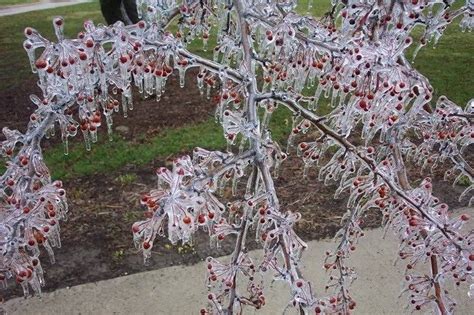 Ice Storm Frozen Cherries Image Of The Day Cherry Tree