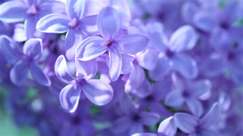 62 Purple Flowers Background