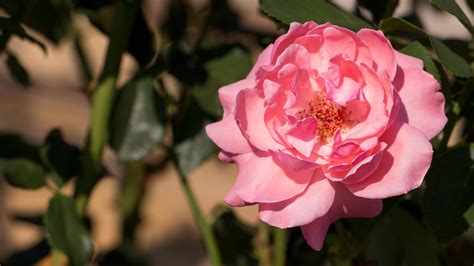 Pink Rose Blossom In Full Bloom Hd Desktop Wallpaper Widescreen