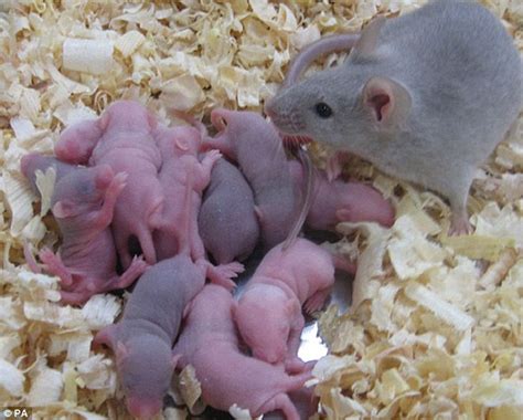 Your system is a complex cycle that goes through various phases. Hope for infertile women as scientists create eggs using ...