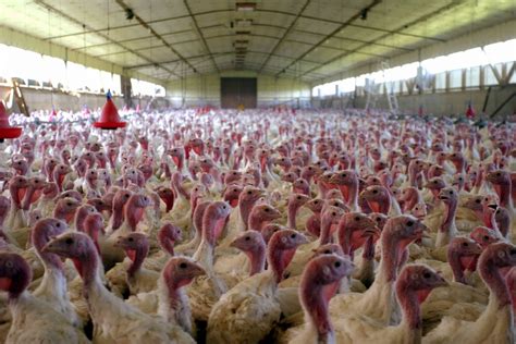 Exportwealth Turkey Farming A Beginners Guide
