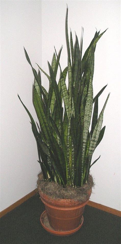 Nice 40 Amazing Easy Low Light Houseplants Indoor Decor More At