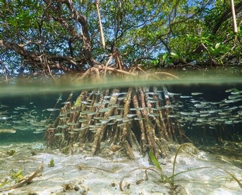 Celebrating Mangroves The Super Ecosystem Of The Tropics Iucn