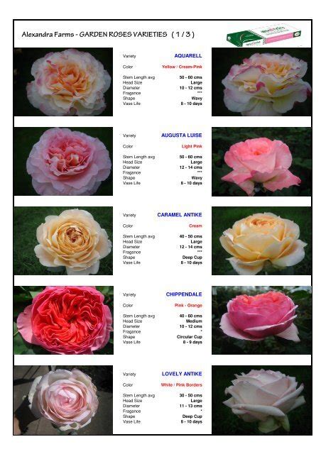 Alexandra Farms Garden Roses Varieties 1 3
