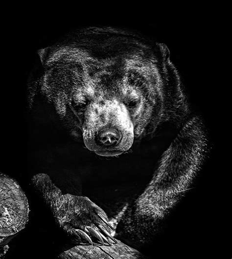 Sun Bear Photograph By Martin Newman Pixels