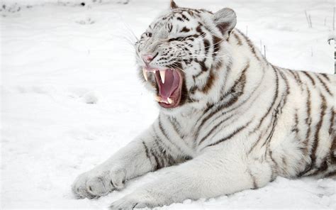 7 Facts About White Tigers Snow Tiger Pet Tiger White Tiger