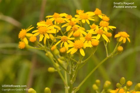 Us Wildflowers Database Of Yellow Wildflowers For North Carolina