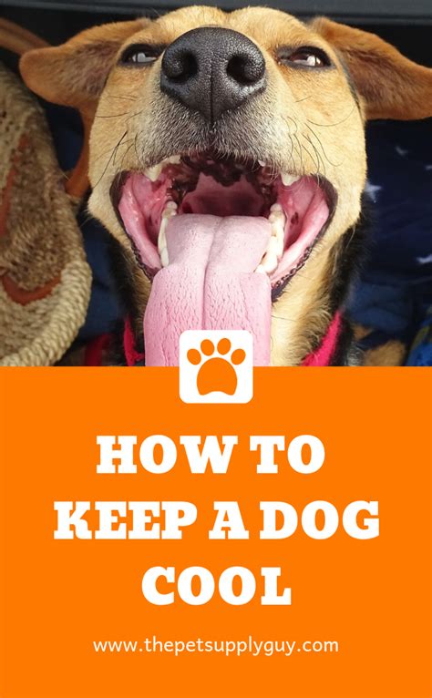 Raw dog food, nutritional boosters, dog dental care How to Keep a Dog Cool in a Hot House | Summer dog, Dogs ...