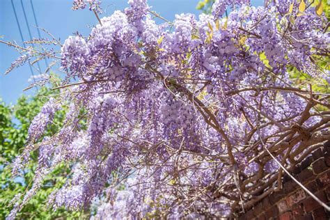How To Identify And Remove Chinese Wisteria