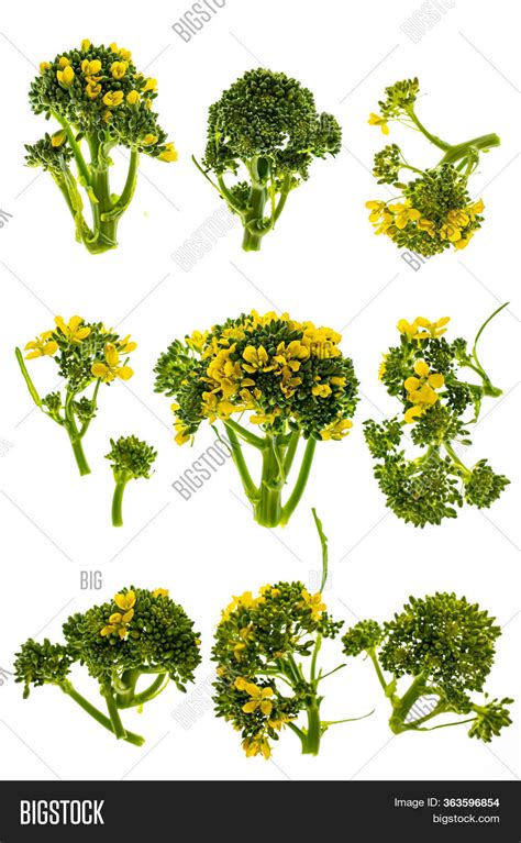 Heads Broccoli Flowers Image And Photo Free Trial Bigstock
