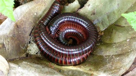 Millipedes Mating Youtube