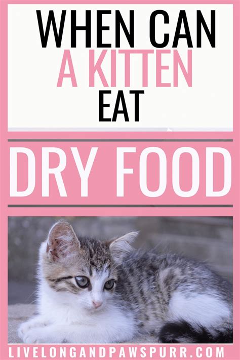 When Can A Kitten Eat Dry Food