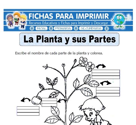 Actividades Sobre Las Partes De La Planta Las Partes Y Funciones De