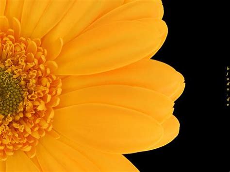 Free Download 7art Flowers Screensaver Amazing Flowers In Beautiful