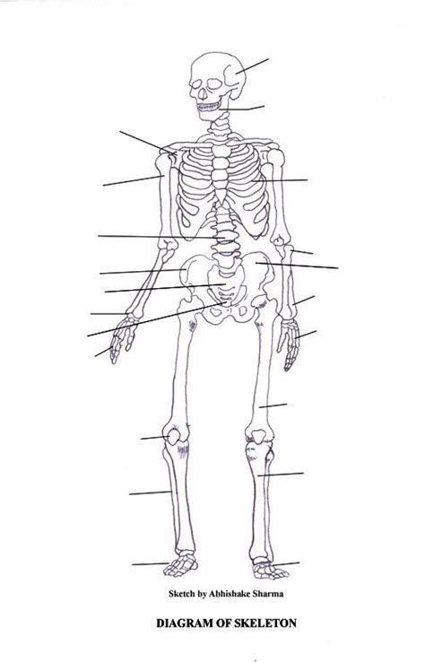 Printable Skeleton Diagram Print To Label Skeletal System Worksheet
