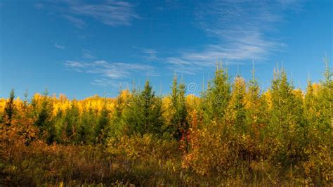 Autumn Landscape Pine Trees In The Forest Stock Image Image Of