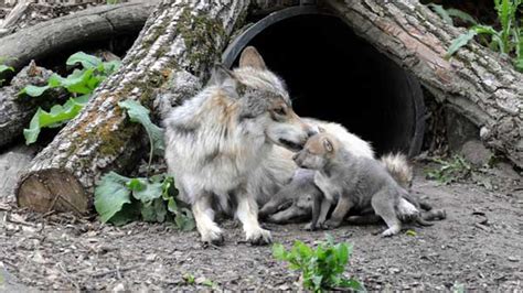 Mexican Gray Wolf Pups Born At Brookfield Zoo Released Into Wild Abc7