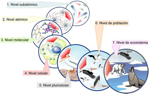 Ciencia Tecnología Y Ambiente En Santa Anita Niveles De Organización