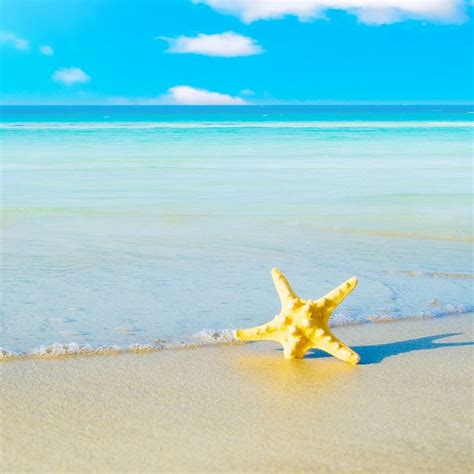 Starfish On The Beach 5 Ipad Wallpapers Free Download