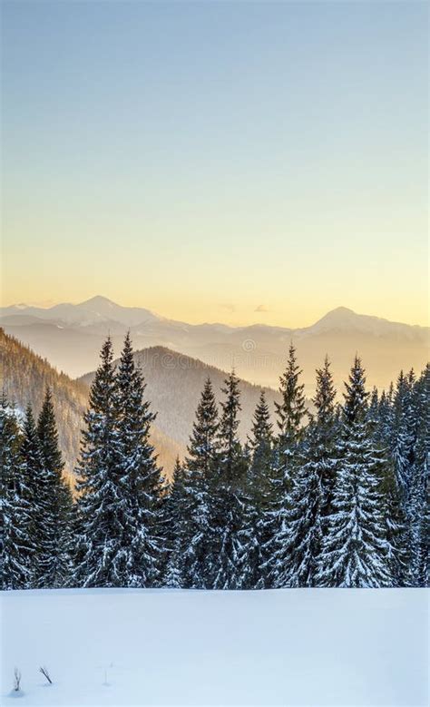 Beautiful Winter Panorama Landscape With Spruce Pine Trees Blu Stock