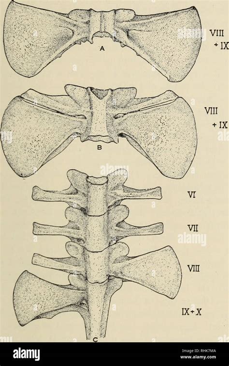 Cartilaginous Skeleton Stock Photos And Cartilaginous Skeleton Stock