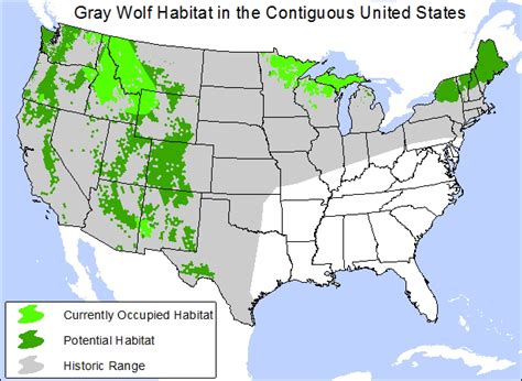 Mapgray Wolf Habitat In The Contiguous United States