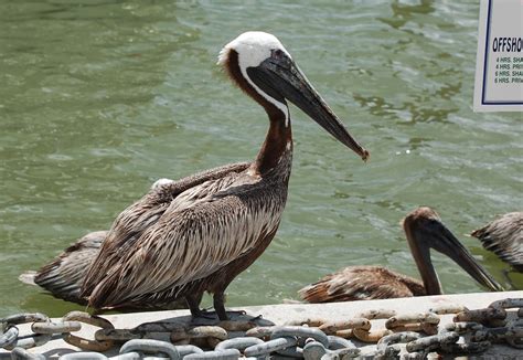 Pelicans Keep Getting Tortured In The Florida Keys Miami New Times