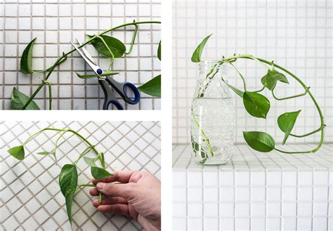 Both propagate easily from stem cuttings to produce new plants identical to the parent plant. SITSITSO - atmospheric spaces: an interior|exterior design ...