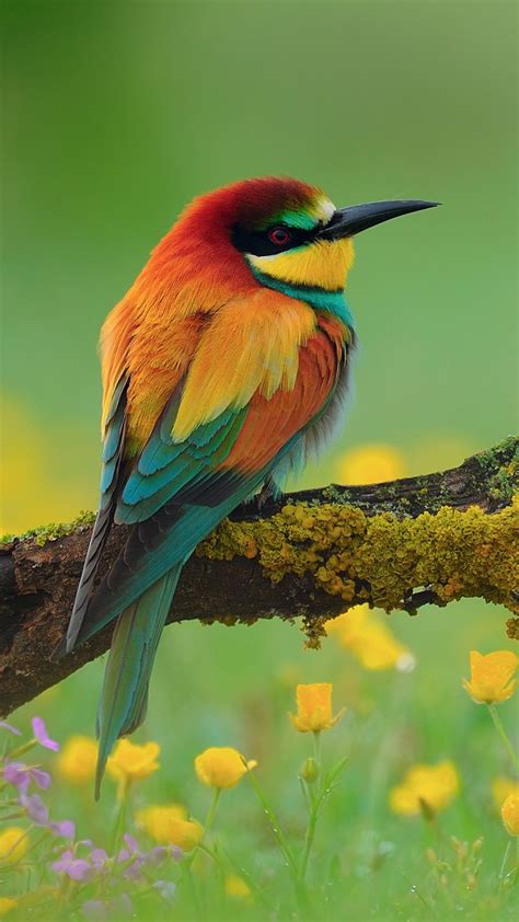 Maybe you would like to learn more about one of these? Bird and Flower Wallpaper (56+ images)