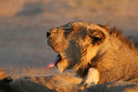 Male Lion With Mane In Wild Yawning Showing Big Teeth And Resting At