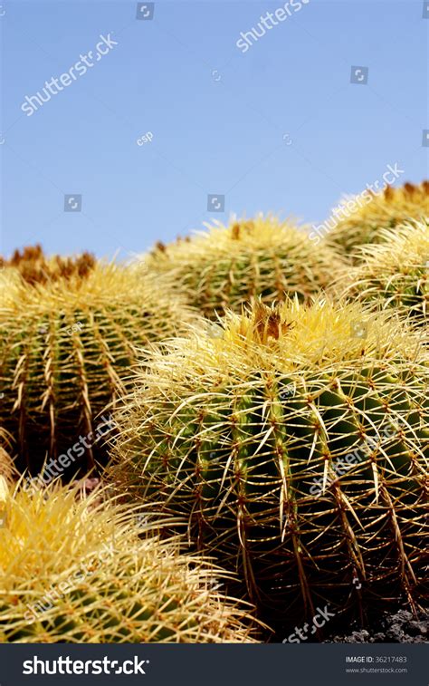 The town of cactus atv is located in the municipality of los cabos (in the state of baja california sur). Cactus. Baja California, Mexico Stock Photo 36217483 ...