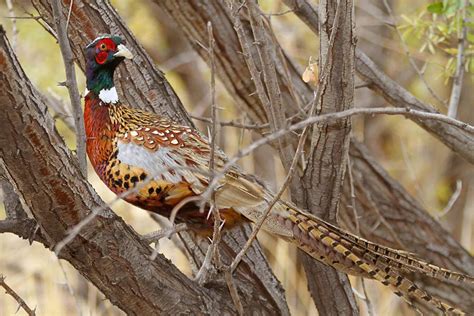 Hunting Pheasant And Quail Heres Information You Need To Know