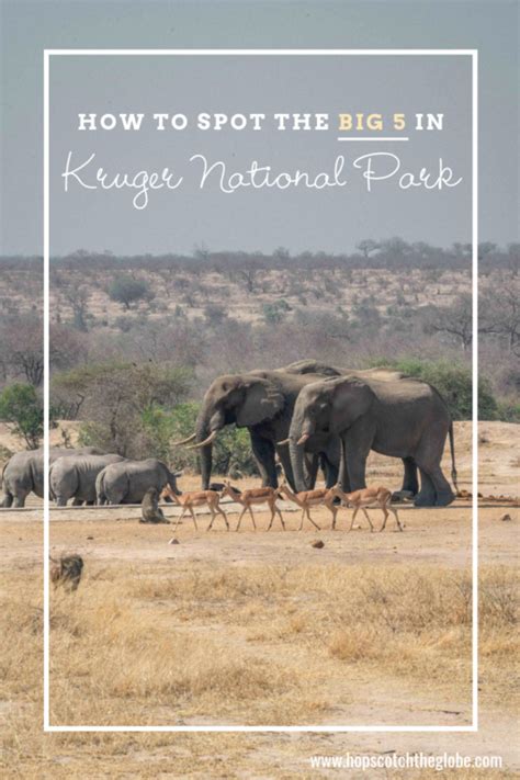 Find The Big 5 Kruger National Park Animals Hopscotch The Globe